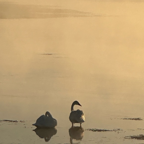 Meet your Posher, Shannon - Picture 8 of 17